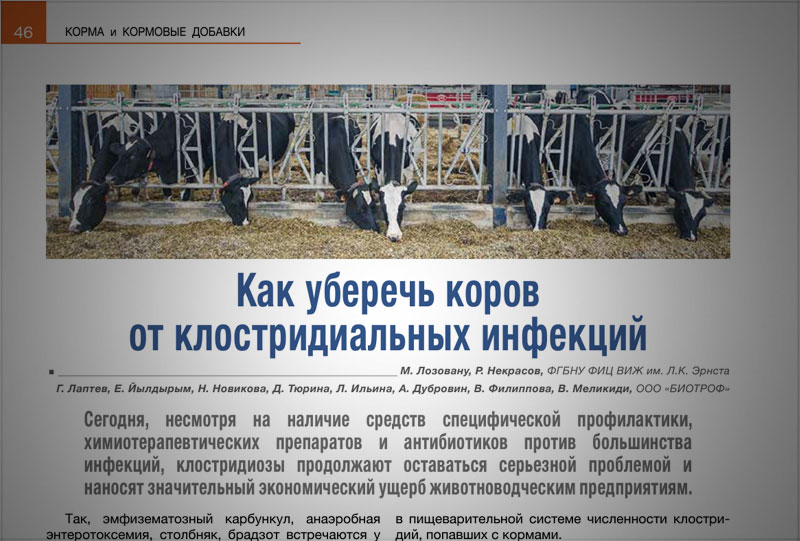 Как уберечь коров от клостридиальных инфекций